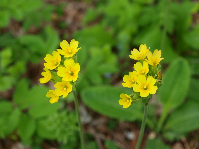 Potentilla alba e Primula veris subsp. suaveolens